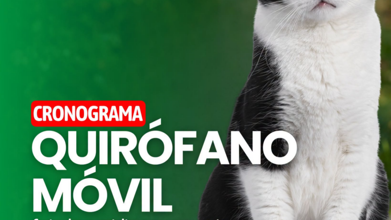 🐾 El quirófano móvil vuelve a recorrer los barrios con atención gratuita para mascotas